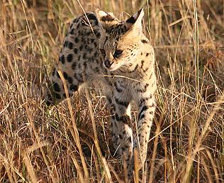 Serval - (Leptailurus serval)